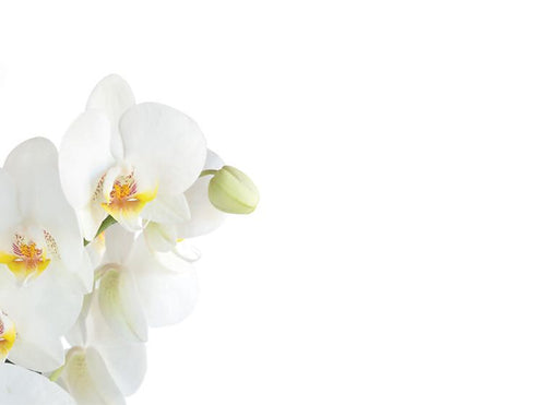 9 Large  Sympathy Message Cards - 12.5 x 9cm - White Orchid