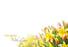 Mother's Day Flower Gift Cards -  Tulips & Daffodils - Pack of 50