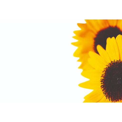 50 Blank Florist Cards  9 x 6cm - Sunflower