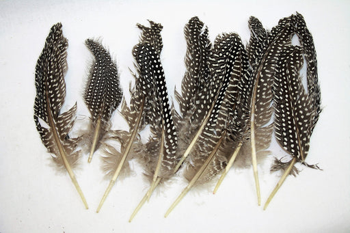 Natural Guinea Fowl Feathers x 12