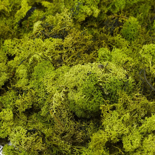 Finland Moss - 50g - Dark Green