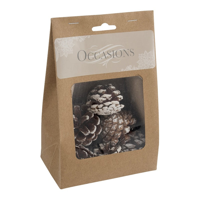 White Tipped Pine Cones x 9