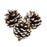 White Tipped Pine Cones x 9