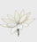 Clip On Ivory Velvet Poinsettia with Silver Bead Edging x 28cm
