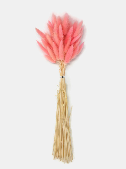 Dried Bunny Tails  x 45cm- Light Pink