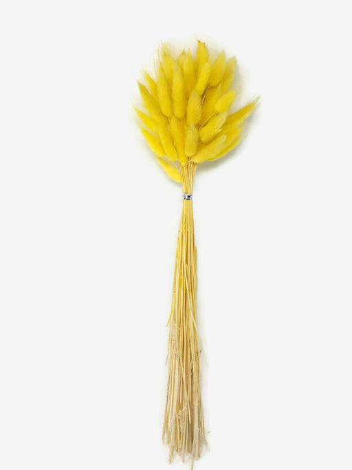 Dried Bunny Tails x 45cm - Yellow
