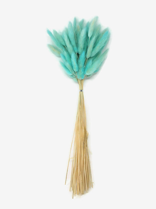 Dried Bunny Tails x 45cm - Turquoise Blue