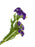 Tall Wildflower Spray x 68cm - Purple