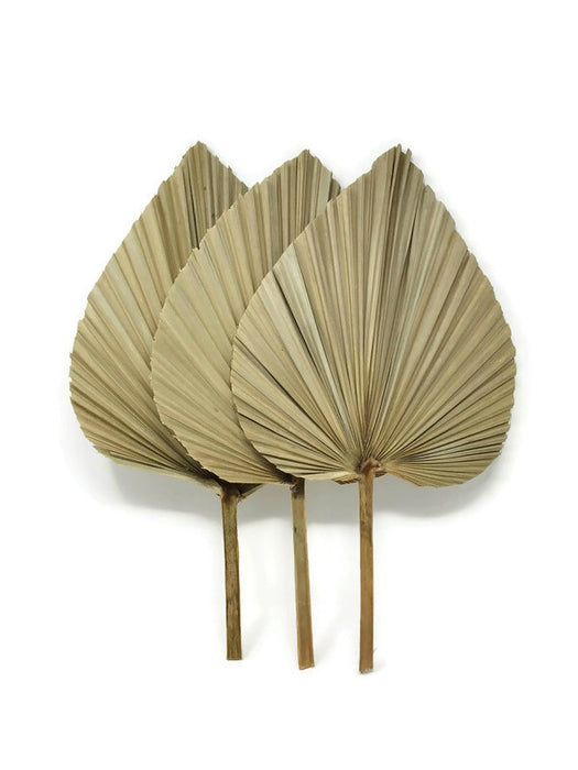 Pack of 3 Dried Natural Shade Palm Spears