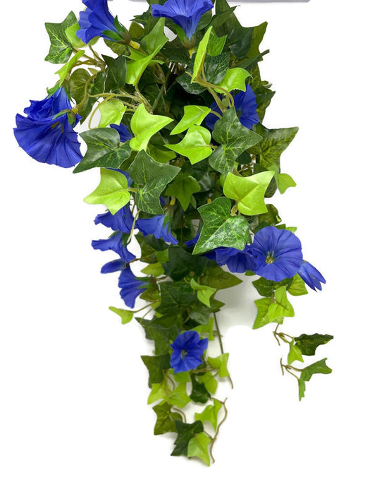 Trailing Morning Glory 64cm - Blue