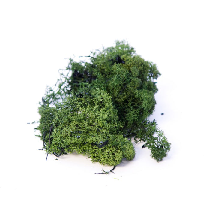 500g Dark Green Finland Moss