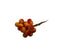 100 Orange Berries on Wire