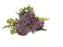 Berry Bundle - Lilac x 32cm * Due Early June*