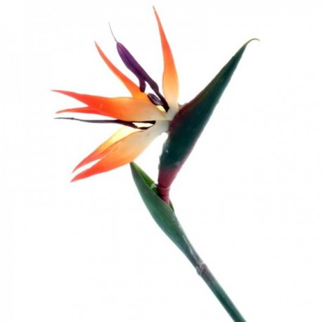 Bird of Paradise - Natural (85cm long) BP0117