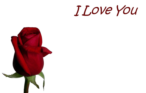 Valentine Florist Message Cards - I Love You x 50
