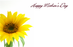 50 Florist Message Cards - Happy Mother's Day - Sunflower