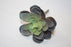 Realistic Artificial Succulent Echeveria - Green Mauve