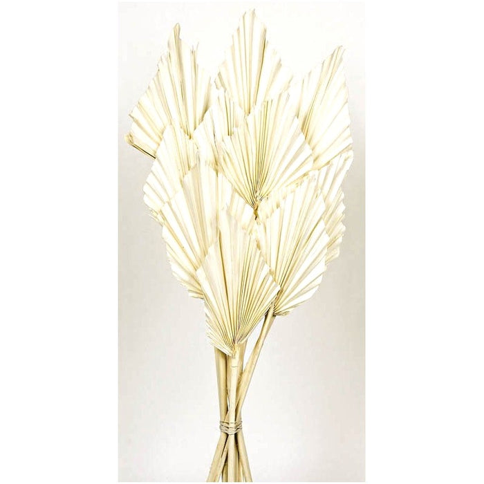 Natural Dried Palm Spear 50cm tall - 10pcs per pk - White