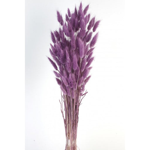 Bunny Tails Lagurus - Purple - 60cm Tall