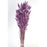 Bunny Tails Lagurus - Purple - 60cm Tall