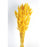 Bunny Tails Lagurus - Yellow - 60cm long