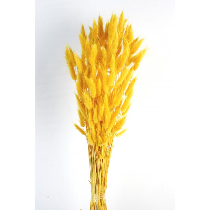 Bunny Tails Lagurus - Yellow - 60cm long