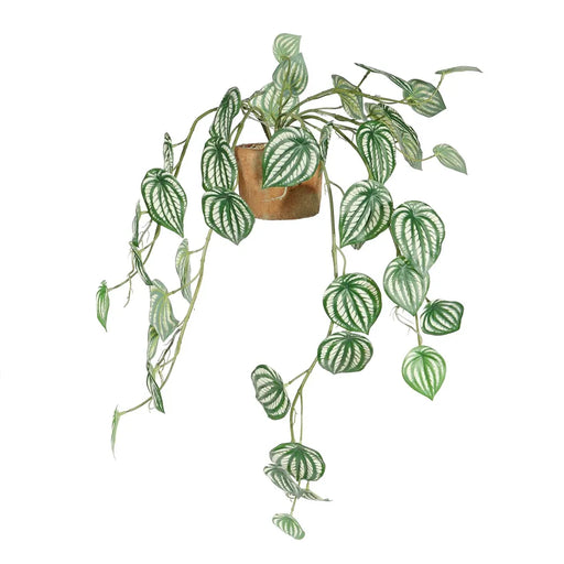 Trailing Calathea House Plant in Terracotta Pot 80cm