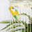 Yellow Budgie with clip