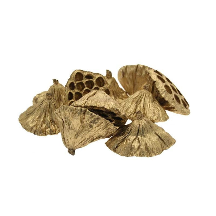 Gold Medium Lotus Heads (6-8cm) approximately 20-30