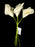 6 Stem Foam Calla Lily Bundle x 28cm - Ivory