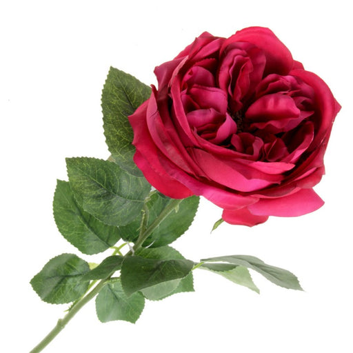 Garden Rose - Cerise x 60cm