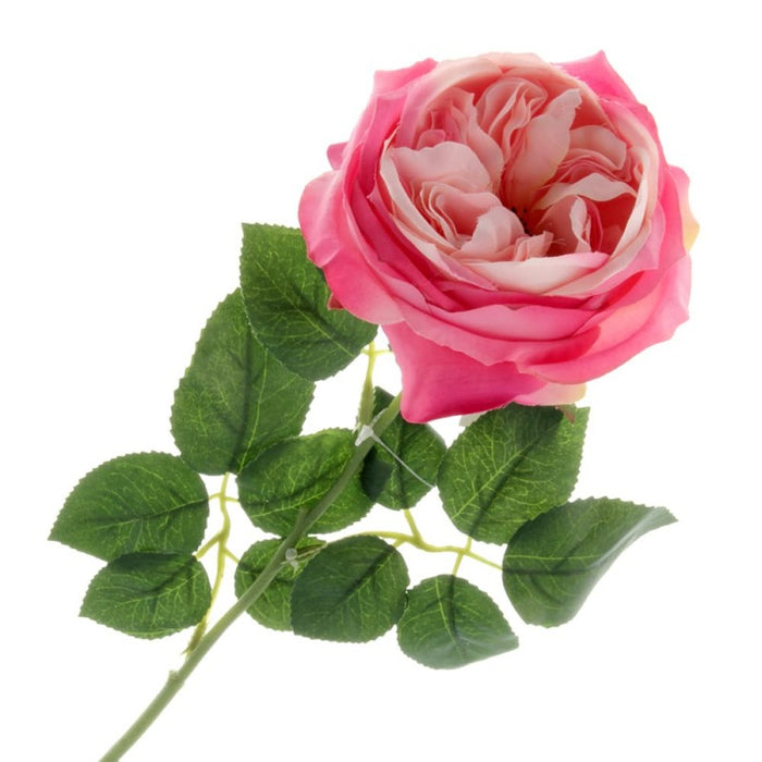 Garden Rose - Hot Pink x 60cm