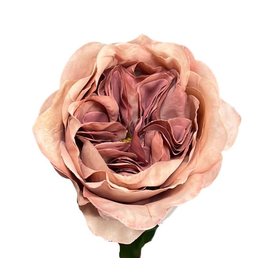 Garden Rose Stem 68cm Tall - Nude Dusk