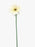 Single Stem Gerbera x 53cm - Ivory