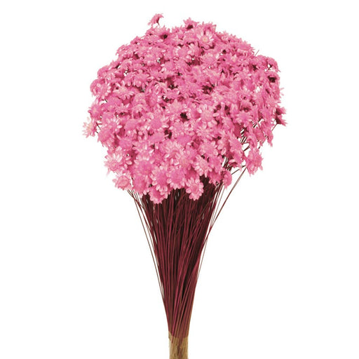 Dried Glixia - Light Pink x 50cm tall - 50g