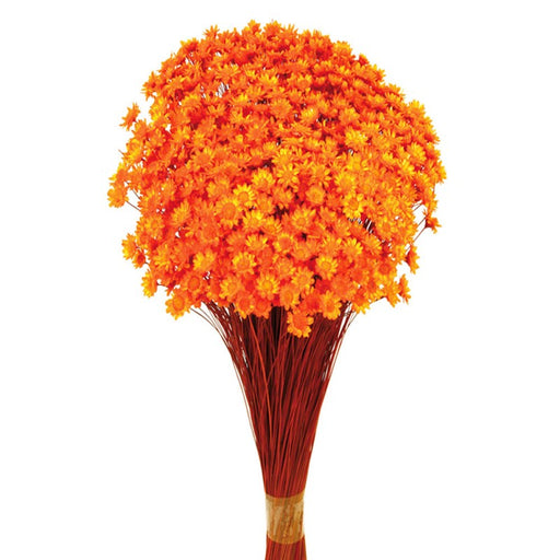 Dried Glixia - Orange x 50cm tall - 50g