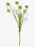 Green Allium Ball Meadow Flower Bush x 50cm