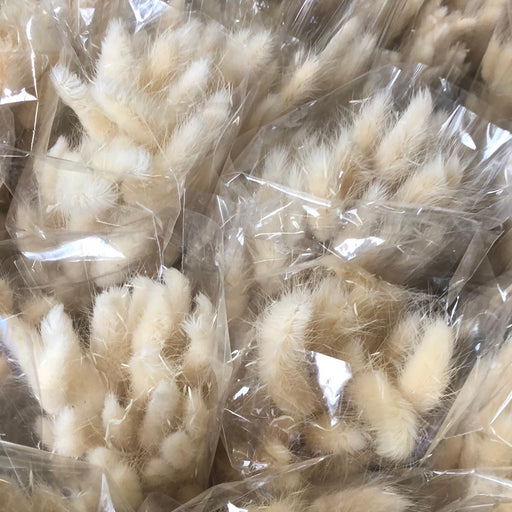 Dried Bunny Tails x 45cm - Natural