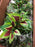 7 Stem Green & Burgundy Leaf Bush x 34cm