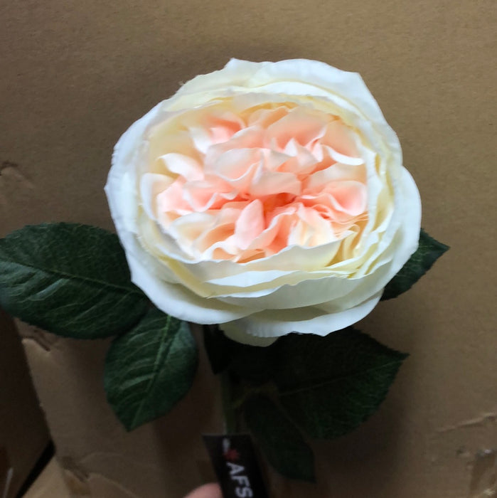 Blush Two Tone , Austin Rose x 68cm - Single Stem