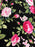 Black 100% Cotton with Cerise & Pink Blooming Roses 150cm Wide