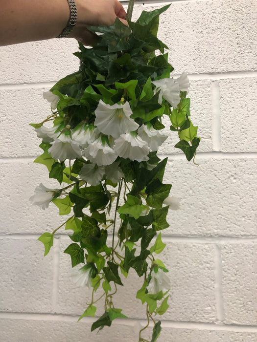 Trailing Morning Glory x 64cm - White