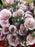 Lisianthus Spray x 70cm - Pink * Due Early June*