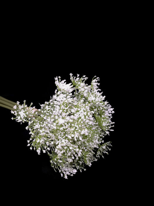 7 Head Queen Anne's Lace Bunch x 27cm - White * Due Early June*