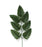 Leather Fern x 20 Stems - 45cm * Due Early June*