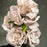 6 Head Rose Bush x 42cm - Light Blush