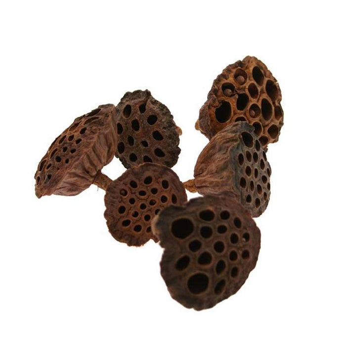 Small Dried Lotus Heads - Bag of 30