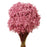 Dried Marcela x 30cm Tall - Light Pink - 50g