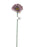 Single Stem Gerbera x 50cm - Mauve