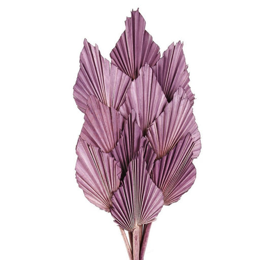 Natural Dried Palm Spear 50cm tall - 10pcs per pk - Lilac